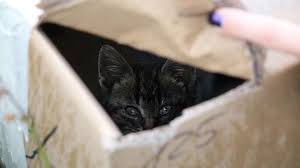 Für alle, die gerne brigadier broccoli mit gleichgesinnten in verbindung setzen möchten. Junge Katzen Ausgesetzt Tierrettungsdienst Erstattet Anzeige Tierwelt