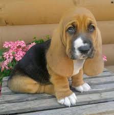 Our basset hound puppies are sold with limited registration as family pets in most cases. Basset Hound Puppies Ohio Petsidi