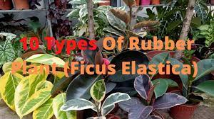 One of its common names, 'india rubber tree', refers to its former use as an economically important crop plant for rubber. 10 Types Of Rubber Plant Ficus Elastica Varieties Including Care Tips Youtube
