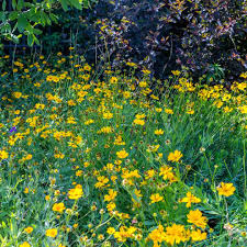 They also attract bees and butterflies when in bloom. Coreopsis Pubescens Star Tickseed Sugar Creek Gardens