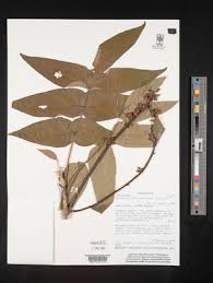 Image result for Polyscias kivuensis