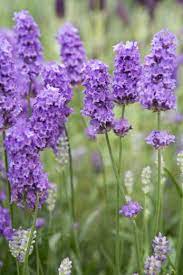 Lavandula Angustifolia Lavenite Petite Lavender Lavender Plant Care Lavender Plant Indoor Lavender Plant