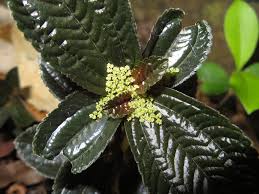 Image result for Urticaceae