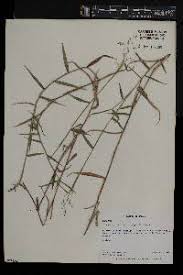 Image result for Panicum adenophorum