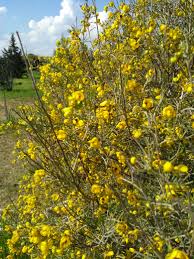 Image result for Cassia thyrsoidea