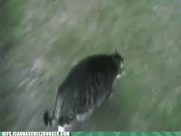 Maybe you would like to learn more about one of these? Animal Gifs Fat Gifs Of Funny Animals Gifs Funny Animals Funny Gifs Cheezburger