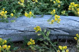 Image result for Rorippa nudiuscula