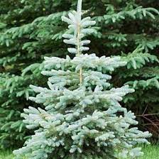 This subzone has a minimum average temperature of 5° to 10°f. Blue Wonder Spruce Colorado Blue Spruce Plantingtree
