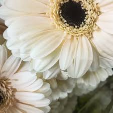 Maybe you would like to learn more about one of these? Dreisbach Wholesale Florist 11 Photos Wholesalers 8021 Warwick Ave Louisville Ky Phone Number