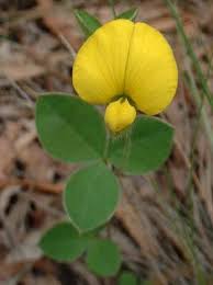 Image result for Rhynchosia