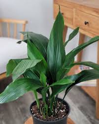 Image result for Aspidistra elatior
