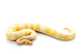 Please read our shipping information page before ordering. Albino Ball Python Morph 13 Incredible Photos Info