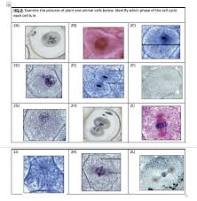We did not find results for: Hq 2 Examine The Pictures Of Plant And Animal Cells Chegg Com