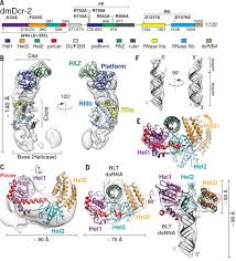 Reoviridae, birnaviridae, totiviridae, partitiviridae, hypoviridae, and cystoviridae. Dicer Uses Distinct Modules For Recognizing Dsrna Termini Science