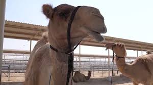 New living translation i'll say it again—it is easier for a camel to go through the eye of a needle than for a rich person to enter the kingdom of god! Dromedar Engelsk Translate