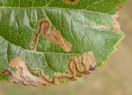 Image result for Stigmella malella