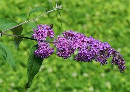Buddleia Butterfly Bush A To Z Flowers