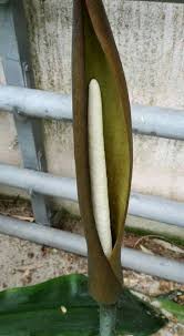 Image result for Anchomanes