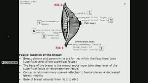Features of the quadrants of the breast. Antr510 027 Anatomy Of The Breast Msu Mediaspace
