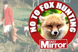 Huntsmen clash with saboteurs as 20 hounds chase fox through graveyard