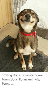 In fact, they can do this better than chimpanzees. Smiling Dogs Animals To Love Funny Dogs Funny Animals Funny Animals Meme On Me Me