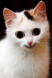 It also accommodates political happenings and current circumstances. Funny Cat Free Stock Photos In Jpeg Jpg 2878x4318 Format For Free Download 1 83mb