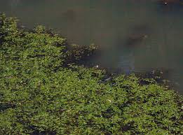 Image result for Potamogeton octandrus