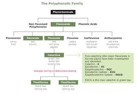 Catechin Polyphenol Chart In 2019 Polyphenols Food Tea