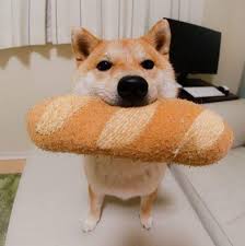 今日治癒 吃貨柴柴 吐司枕頭好治癒 柴犬夾心 要是草莓還在拍這個就是草莓夾心xdddd cute dog pictures akita dog shiba inu