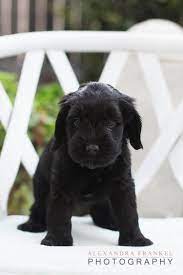 Pin By Claire Rosen On Puppy Love Labradoodle Puppy Black Labradoodle Cute Cats And Dogs