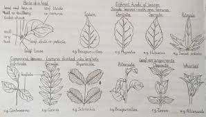 Delonix regia is one of the most beautiful flowering tree in the world. The Life Cycle Of Delonix Regia Flamboyant Steemit