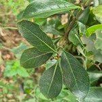 Image result for Manilkara mochisia