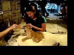 In fact, leo has not been one lion but seven, starting with slats the lion from 1917 to 1928. Jodi And I Petting A Lion Cub At Mgm Las Vegas Youtube