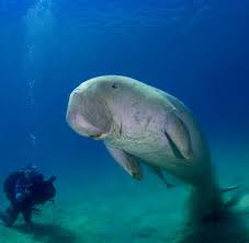 With its voluptuous body, fluked tail and shy temperament, it's easy to imagine the dugong inspiring the mermaid legend. Thailand Vor Koh Libong Hutet Bauer Chay Dan Jetzt Seekuhe Welt