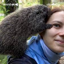 Woman Befriends Adorable Rescued Porcupine