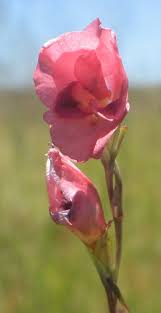 Image result for Gladiolus crassifolius