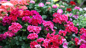 Annual flowers blossom and grow through the summer months before dying in the fall. Summer Annuals Cheat Sheet Wallitsch Garden Center