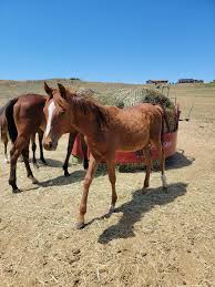 Up for consideration. Grade quarter horses. Right around a year old. They  all lead once caught. Leggy bay with a stripe is a filly. Located near  Billings