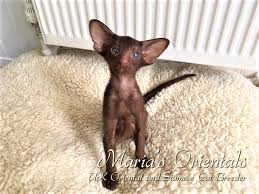 Some female cats are spayed, while male cats are castrated or neutered. Guest Book Maria S Orientals Oriental And Siamese Kittens For Sale South Wales And Uk