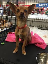 Jul 09, 2021 · browse thru thousands chihuahua dogs for adoption in illinois, usa area listings on puppyfinder.com to find your perfect match. Chihuahua Puppies For Adoption In Illinois Cuentosdeunagossipgirl