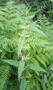 Image result for Urtica