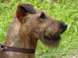 Image result for irský teriér