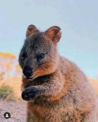 Quokka Macchinefotograficheonline Com Video Quokka Animal Baby Animals Cute Animals