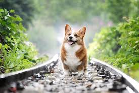 Evcil Hayvanlar Kopek Welsh Corgi Cinsi Kopek Sevimli Arka Plani Yakinlastir Duvar Kagidi Arka Fon Pikist