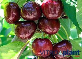 Minnie royal cherry trees can reach heights of 35 feet if conditions are optimum for growth. Royal Bailey Cherry New Early Variety Large Size 30 32mm