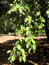 Image result for Ziziphus mauritiana