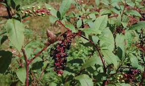 However, this is not recommended because there is no guarantee that they are safe. Know Your Deer Plants Pokeweed Nda
