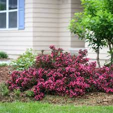Check spelling or type a new query. Spilled Wine Weigela Florida Proven Winners