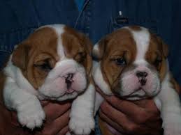 They are both white with a few speckles. English Bulldog Puppies For Sale Oregon