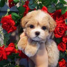 The malti poo is an intelligent, loving dog. Toy Poodle Puppies For Sale Near Me Craigslist Toy Poodle Puppies Poodle Puppies For Sale Miniature Poodle Puppy